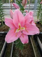 [4535 VH11 No02.JPG]